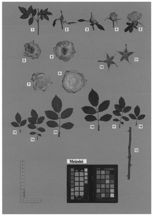 Figure 1 of US plant patent PP33492, the photograph of MEIZOLOI printed in the patent.