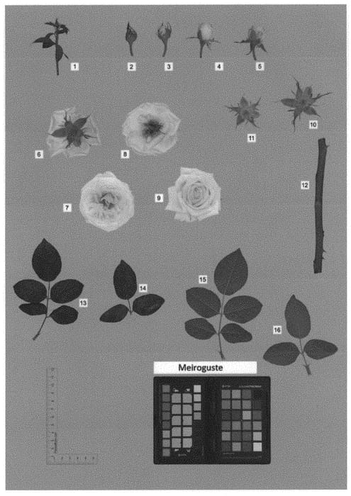 Figure 1 of US plant patent PP33493, the photograph of MEIROGUSTE printed in the patent.
