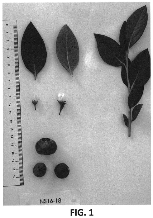Figure 1 of US plant patent PP33494, the photograph of NS 16-18 printed in the patent.