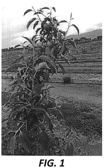 Figure 1 of US plant patent PP33495, the photograph of Eastman printed in the patent.