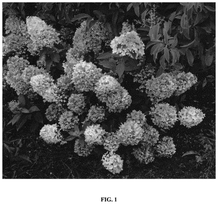 Figure 1 of US plant patent PP33496, the photograph of Bokomaho printed in the patent.