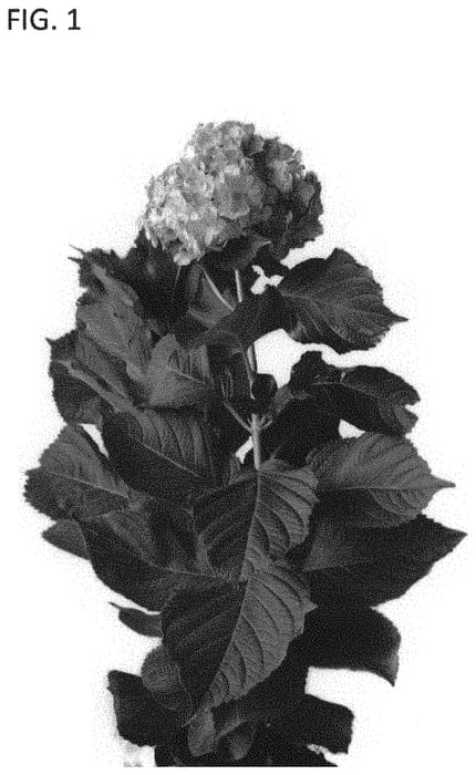 Figure 1 of US plant patent PP33497, the photograph of HYD CELEST printed in the patent.