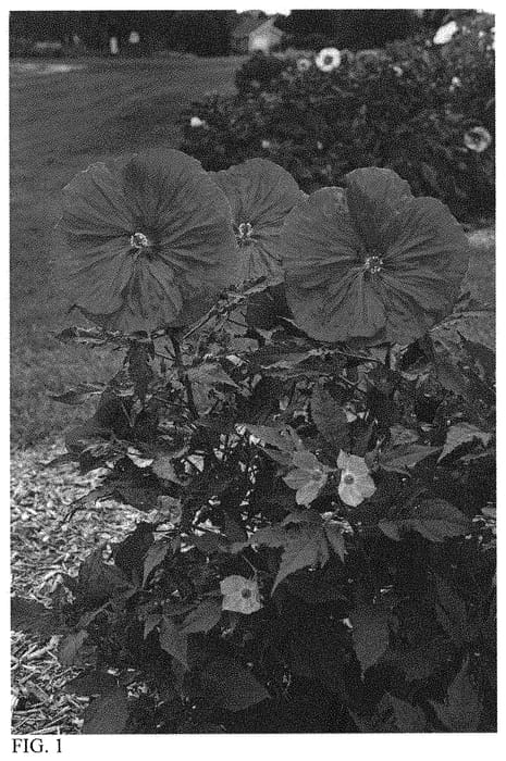 Figure 1 of US plant patent PP33498, the photograph of Blackberry Merlot printed in the patent.