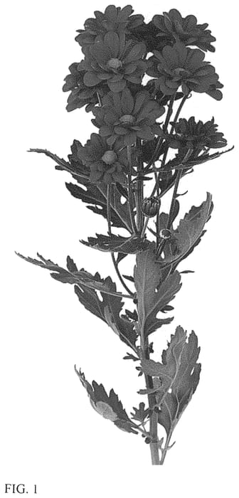 Figure 1 of US plant patent PP33499, the photograph of DLFDLIC4 printed in the patent.
