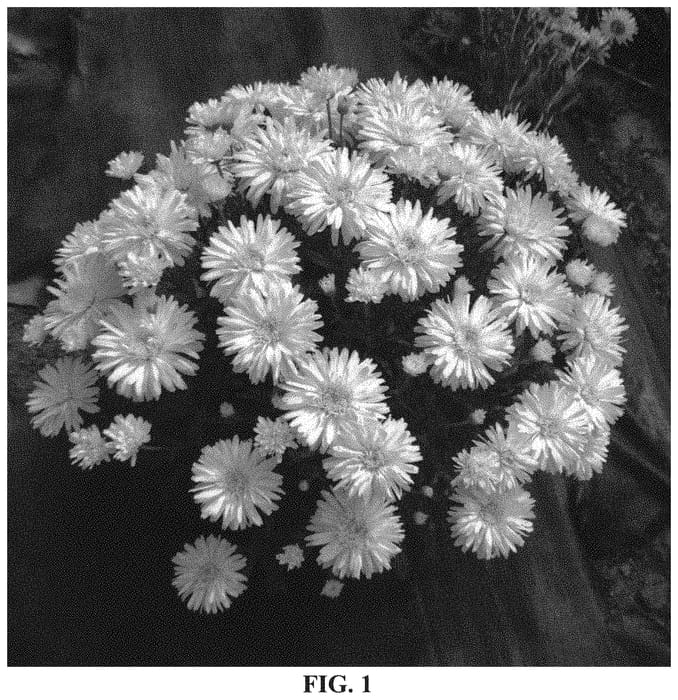 Figure 1 of US plant patent PP33500, the photograph of Mount Hood printed in the patent.