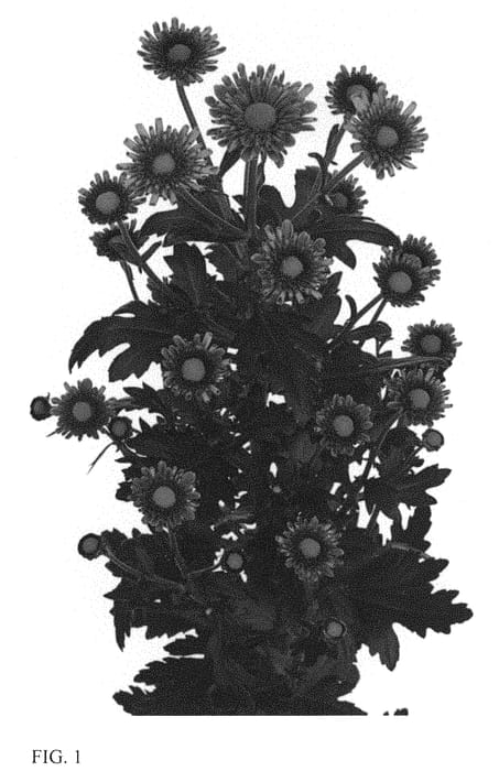 Figure 1 of US plant patent PP33501, the photograph of DLFMONE3 printed in the patent.