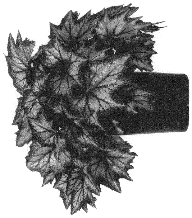 Figure 1 of US plant patent PP33502, the photograph of BDIBL12-0 printed in the patent.