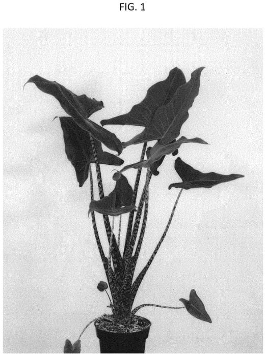 Figure 1 of US plant patent PP33503, the photograph of ESPE1904 printed in the patent.