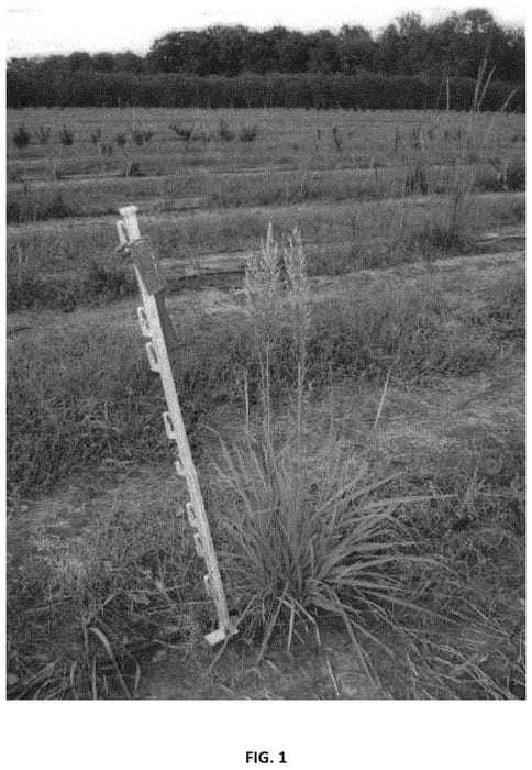 Figure 1 of US plant patent PP33504, the photograph of Whit LXXI printed in the patent.