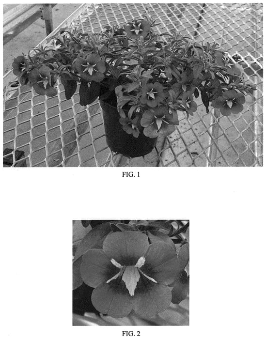 Figure 1 of US plant patent PP33505, the photograph of Balumotink printed in the patent.