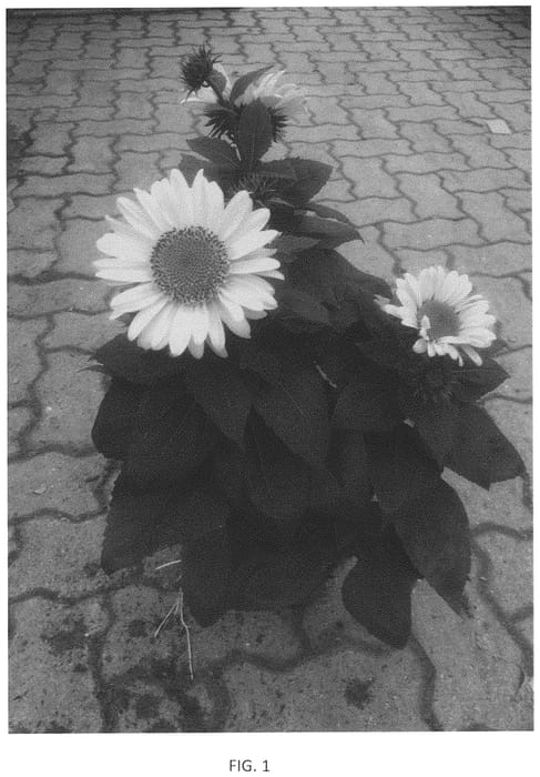 Figure 1 of US plant patent PP33506, the photograph of BullHelidec 0201 printed in the patent.