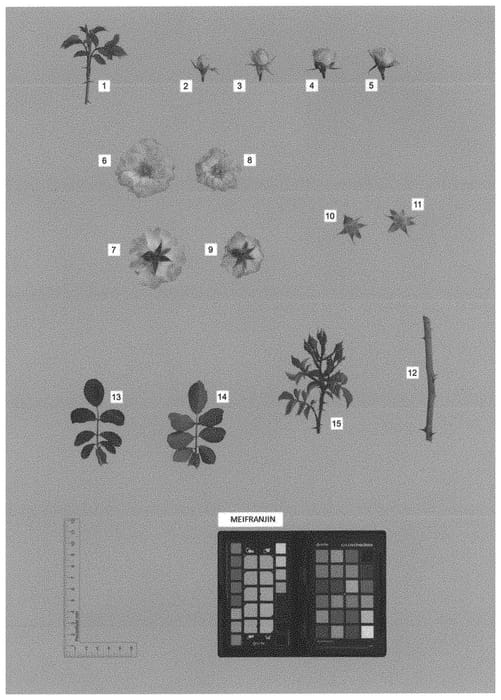 Figure 1 of US plant patent PP33507, the photograph of MEIFRANJIN printed in the patent.