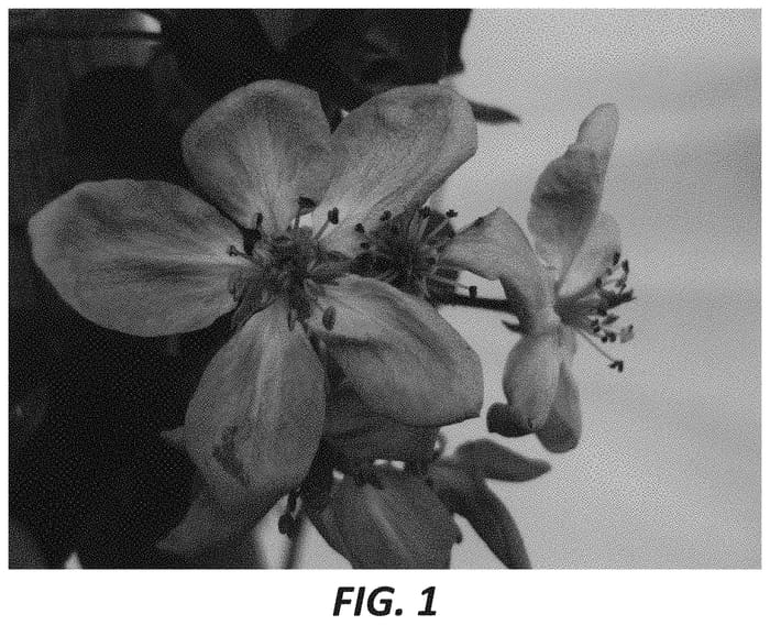Figure 1 of US plant patent PP33508, the photograph of R202 printed in the patent.
