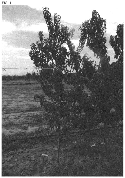 Figure 1 of US plant patent PP33510, the photograph of FLATRUMBA printed in the patent.