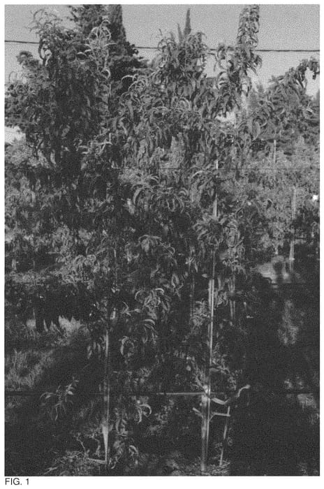 Figure 1 of US plant patent PP33511, the photograph of FLATBOOM printed in the patent.