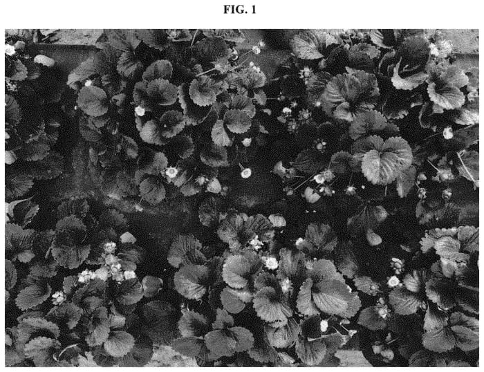 Figure 1 of US plant patent PP33512, the photograph of Pinta printed in the patent.