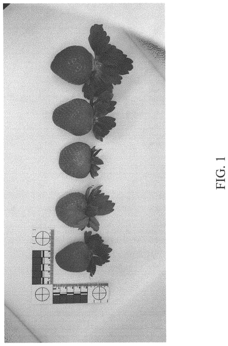 Figure 1 of US plant patent PP33513, the photograph of DrisStrawEightySix printed in the patent.