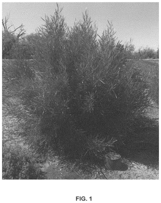 Figure 1 of US plant patent PP33514, the photograph of Emerald Ice printed in the patent.
