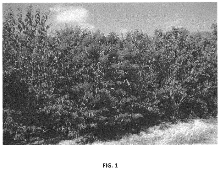 Figure 1 of US plant patent PP33515, the photograph of Whit LXXXI printed in the patent.