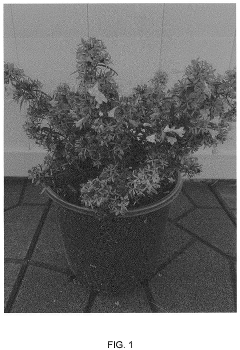 Figure 1 of US plant patent PP33516, the photograph of Abesrpras printed in the patent.