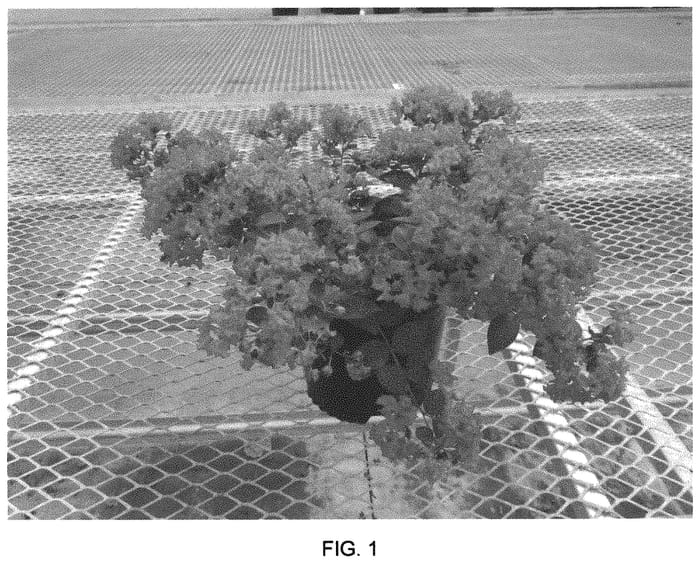 Figure 1 of US plant patent PP33517, the photograph of Strawconbel printed in the patent.