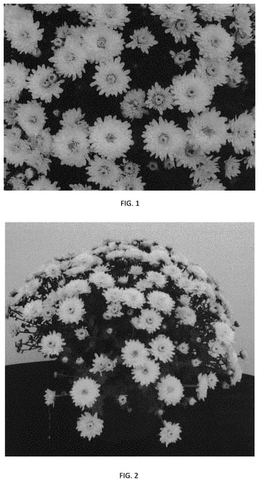 Figure 1 of US plant patent PP33518, the photograph of CIFZ0076 printed in the patent.