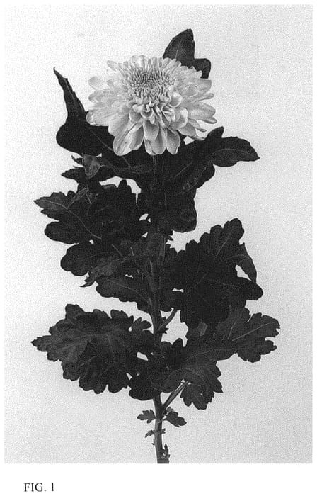 Figure 1 of US plant patent PP33519, the photograph of DLFEMPR11 printed in the patent.