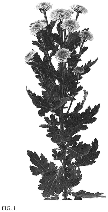 Figure 1 of US plant patent PP33520, the photograph of DLFJAMD3 printed in the patent.