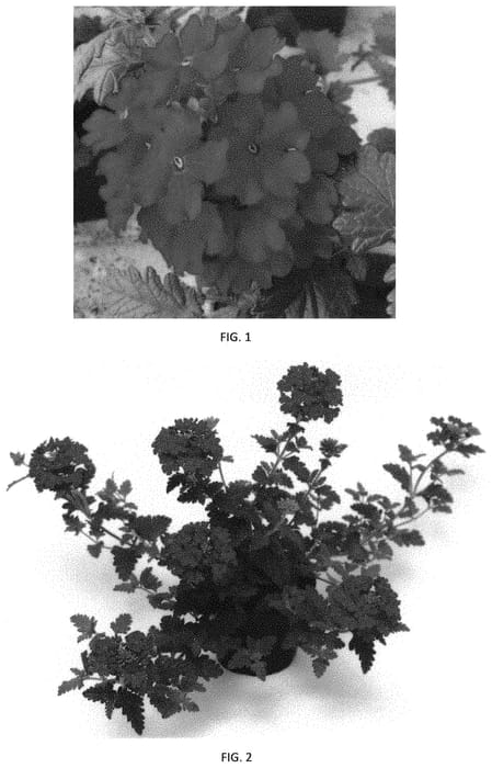Figure 1 of US plant patent PP33521, the photograph of VEAZ0064 printed in the patent.
