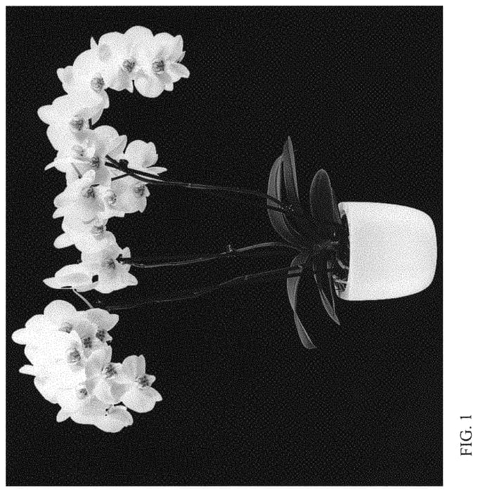 Figure 1 of US plant patent PP33522, the photograph of MI01248 printed in the patent.