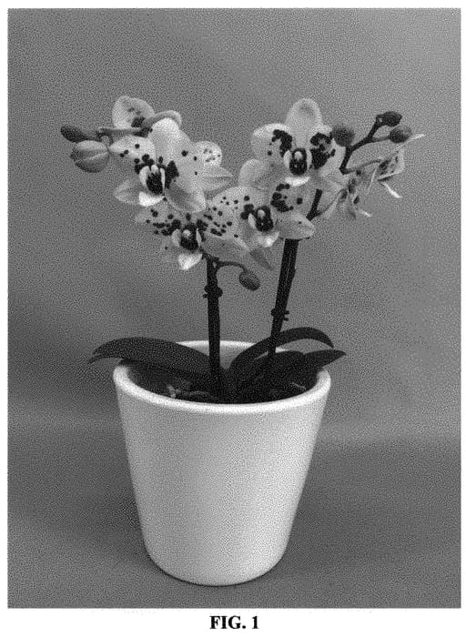 Figure 1 of US plant patent PP33523, the photograph of PHALIDDIK printed in the patent.