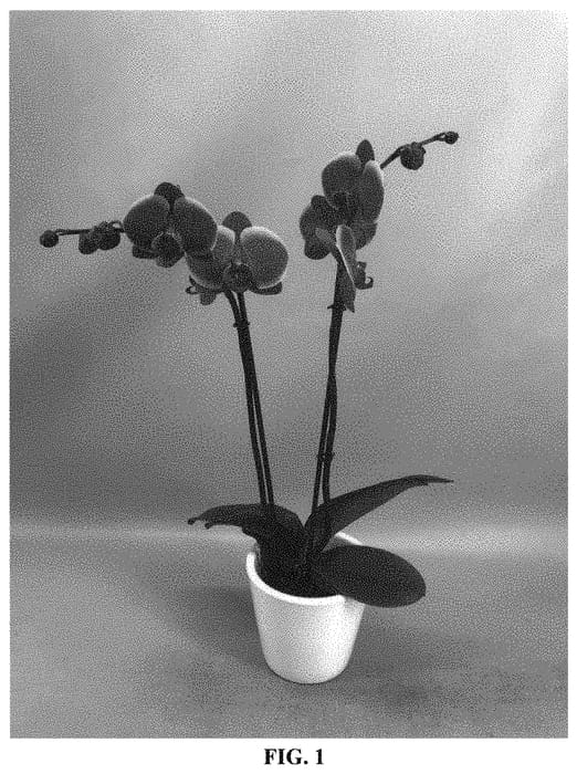 Figure 1 of US plant patent PP33524, the photograph of PHALLINCG printed in the patent.