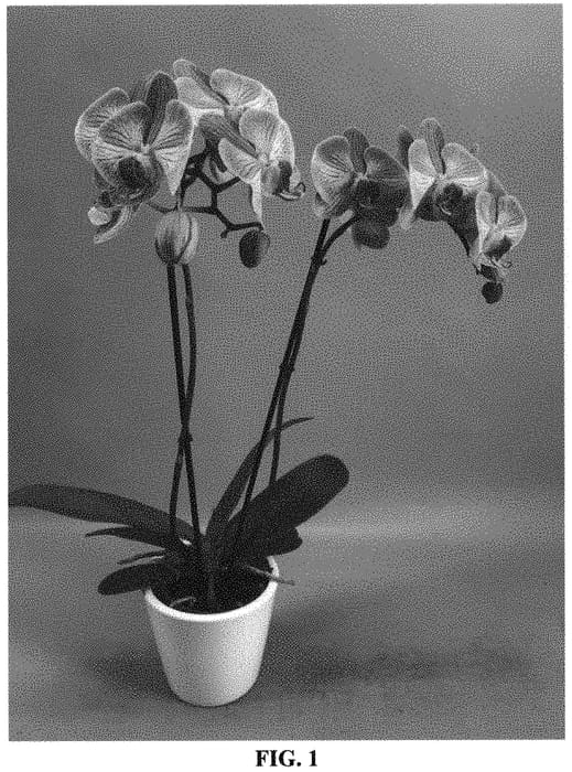 Figure 1 of US plant patent PP33525, the photograph of PHA1493891 printed in the patent.