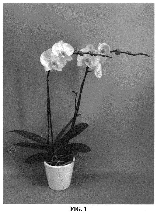 Figure 1 of US plant patent PP33526, the photograph of PHALHETWER printed in the patent.