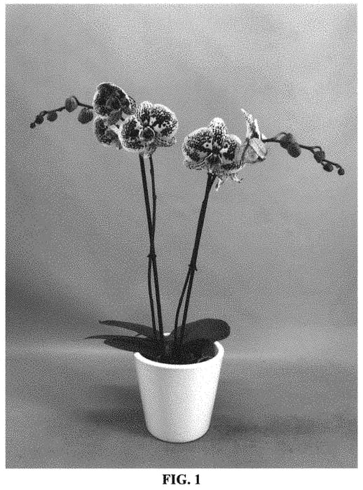 Figure 1 of US plant patent PP33527, the photograph of PHALIMUNG printed in the patent.