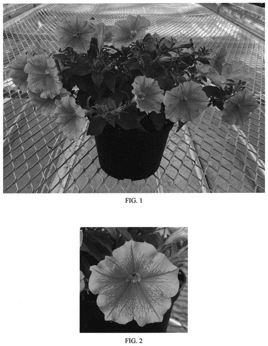 Figure 1 of US plant patent PP33528, the photograph of Balcannink printed in the patent.