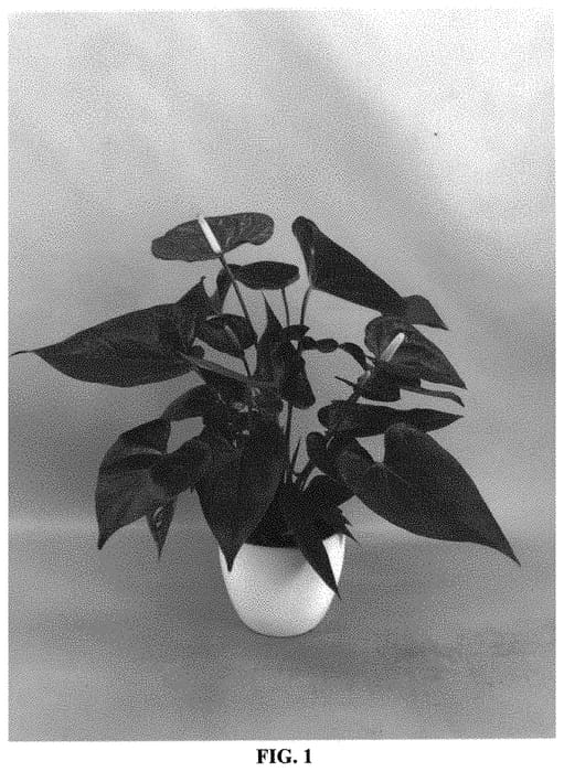 Figure 1 of US plant patent PP33529, the photograph of ANTHFYSAN printed in the patent.
