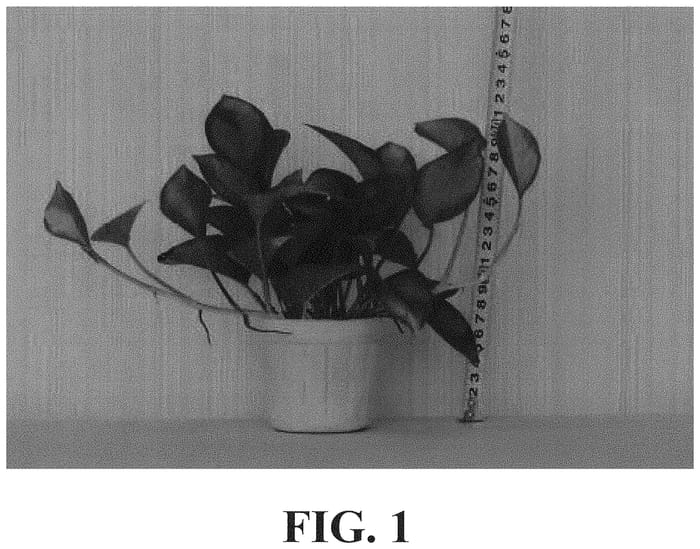 Figure 1 of US plant patent PP33530, the photograph of Global Green printed in the patent.