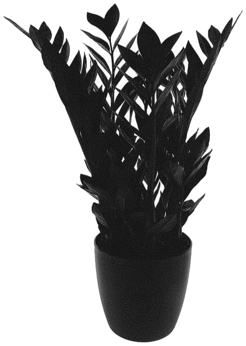 Figure 1 of US plant patent PP33531, the photograph of TVZAMBL1 printed in the patent.