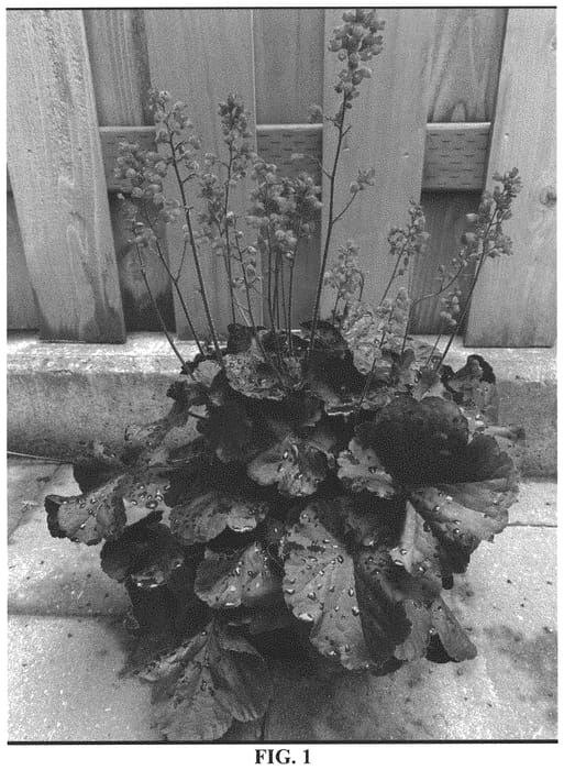 Figure 1 of US plant patent PP33532, the photograph of Black Forest Cake printed in the patent.