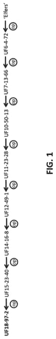 Figure 1 of US plant patent PP33533, the photograph of UF18-97-2 printed in the patent.