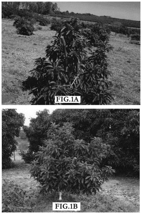 Figure 1 of US plant patent PP33534, the photograph of BL 5-552 printed in the patent.