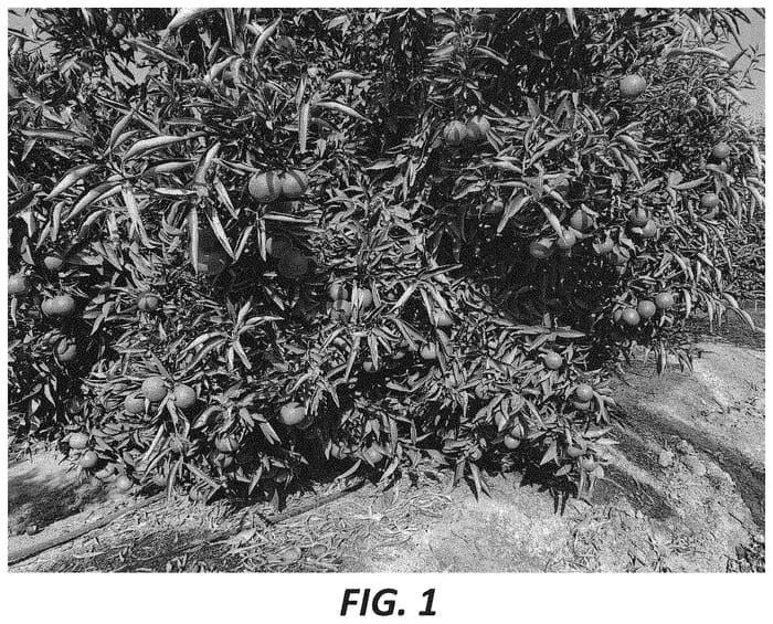 Figure 1 of US plant patent PP33535, the photograph of Early Esbal printed in the patent.