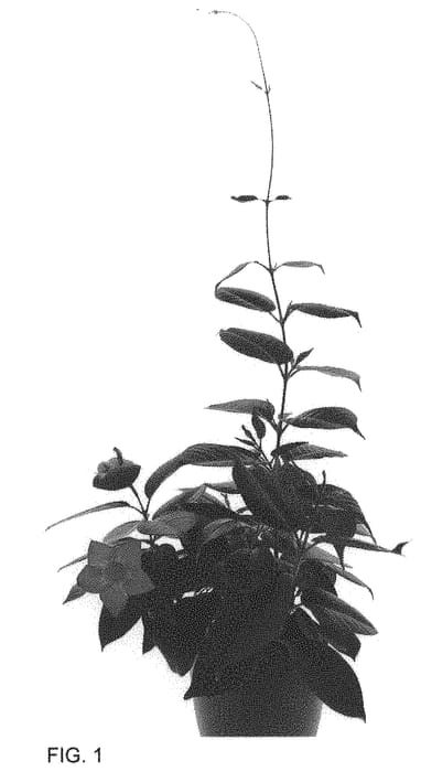 Figure 1 of US plant patent PP33536, the photograph of Lannorthdakota printed in the patent.