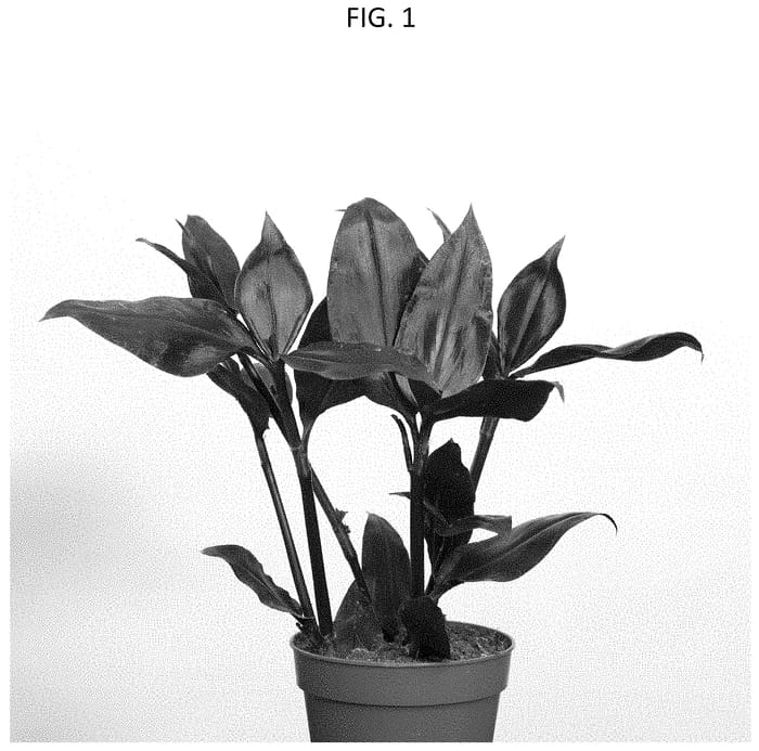 Figure 1 of US plant patent PP33537, the photograph of DRATRA01 printed in the patent.