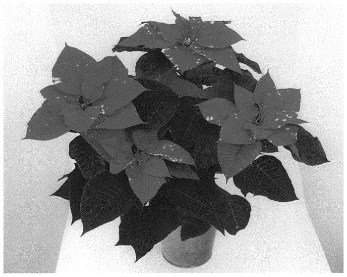 Figure 1 of US plant patent PP33538, the photograph of WEL20390 printed in the patent.