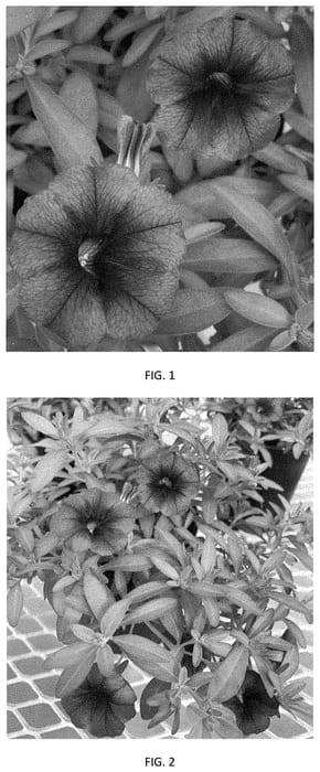 Figure 1 of US plant patent PP33539, the photograph of CBRZ0038 printed in the patent.