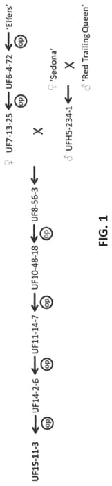 Figure 1 of US plant patent PP33540, the photograph of UF15-11-3 printed in the patent.