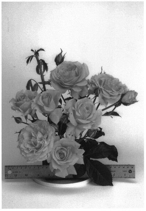 Figure 1 of US plant patent PP33541, the photograph of WEKausujucton printed in the patent.