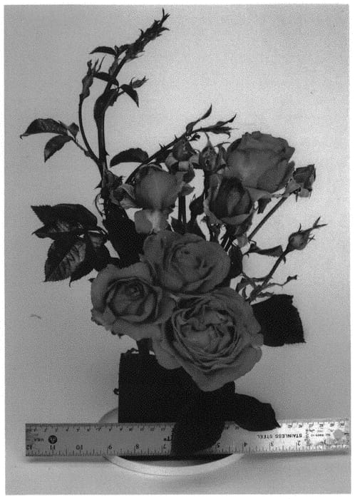 Figure 1 of US plant patent PP33542, the photograph of WEKnewibpusbi printed in the patent.